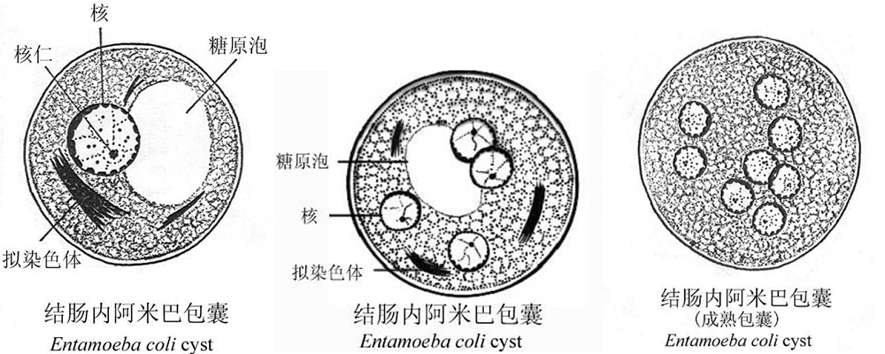 结肠内阿米巴包囊模式图